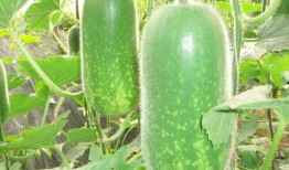 网红韩格婧吃瓜图片高清,高清美照引网友热议